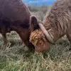 CurlySue & KatyMoo's - @maxinekirkpatric9 - TikTok