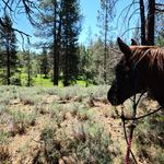 Maxine Kline - @angel_spirit_farm - Instagram