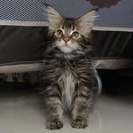 Latimeria*Pl Hodowla kotów rasy Maine Coon - @latimeria_pl - Instagram