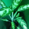 Maxine Bai Ley - @maxine.bai.ley - TikTok