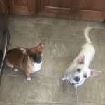 @maxine_and_lilly - Instagram