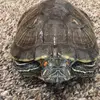 maxinetheturtlr - @maxinelopez22 - TikTok