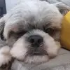 Stories & Pawprints - @maxinelopez - TikTok