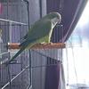 Yoshi The Quaker Parrot 🦜 - @maxinemarshall860 - TikTok