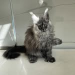 Martellia Maine Coon Cattery - @martelliamainecoon - Instagram