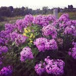 Maxine McNair - @broodemedia - Instagram