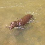 Maxine Peterson - @maxine_the_chocolate_lab - Instagram