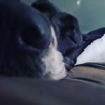 @maxine_and_piper - Instagram