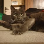 Maxine Power - @maxipowerkitten - Instagram