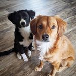 Max & Pika - @maxie_toller - Instagram