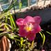 Maxine Sullivan - Facebook