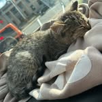 Maxine Sylvester - @pookie_woo_bear - Instagram