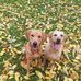 Maxine Thornton - Facebook