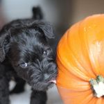 Maxine West - @hattie.hendrixontop - Instagram
