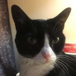 Joyce Willard Voyles - @maxine_voyles - Instagram