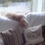 Maxine Pickworth - @maxinepickworth - Instagram