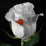 Maxine Yates - @whiterose4u62 - Instagram
