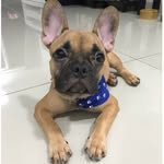 Maxwell Alexander - @maxwellalexander_the_frenchie - Instagram