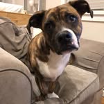 Maxwell Cash - @babysealdog - Instagram