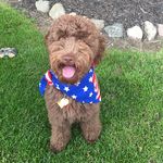 Maxwell "Fancypants" Coleman - @minidoodle.maxwell - Instagram