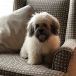 maxwell - @maxwell._.duncan - Instagram
