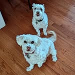 Maxwell & Duncan - @maxwell_and_duncan - Instagram