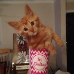 Maxwell Everett Anderson - @maxwell.the.cat - Instagram