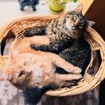Leo, Winston, Maxwell & Ferguson - @dauro_kitties - Instagram