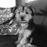Maxwell - @maxwell.gardner - Instagram