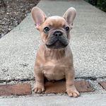 Maxwell “ Max” James-Gardner - @frenchiebulldogmax - Instagram