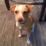 Maxwell Pepe Gardner - @maxwellpepe - Instagram