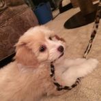 Maxwell Gilmore - Facebook