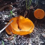 Maxwell Henry - @magicmushroommax - Instagram