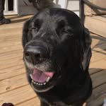 Buddy Maxwell Holden - @buddyholdenthedog - Instagram