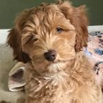 Maxwell Bingley Lyons - @maxwell.the.doodle - Instagram
