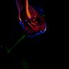 Maxwell Martin - @its_ya_boi441 - TikTok