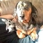 Maxwell Buggingsworth McDaniel - @maxamillion_mcdaniel - Instagram