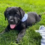 Guinness Maxwell Mullen 🐾 - @bestpupofguinness - Instagram