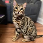 Maxwell Mullen - @bengalboy_maxwell - Instagram