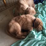 Max & Murph - @maxwell_murphy_ - Instagram