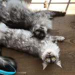Maxwell & Murphy - @mainecoon_max_and_murph - Instagram