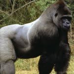 Maxwell Murphy - @gregory_the_gorilla - Instagram