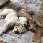 Maxwell Murphy & Millie Hussey - @maxwell_murph_and_millie - Instagram