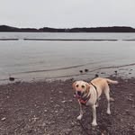 Arlo Maxwell Osborne - @arlo.the.dog16 - Instagram