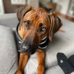 Max Ridgy - @maxwell_rhodesianridgeback - Instagram