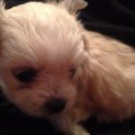 Maxwell Preston Riddle IV - @maxwell_preston - Instagram