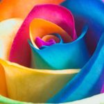 Maxwell Robinson - @soar_rainbow - Instagram