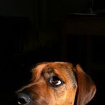Maxwell -- The Basset Shepherd - Facebook