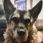 Maxwell Shepherd - Facebook