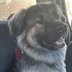 Maxwell Sjúnka- The Alaskan Shepherd Mix of The Northland - Facebook